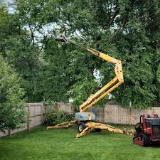 Reliable Hackleburg, AL Tree Removal and Landscaping Services Solutions